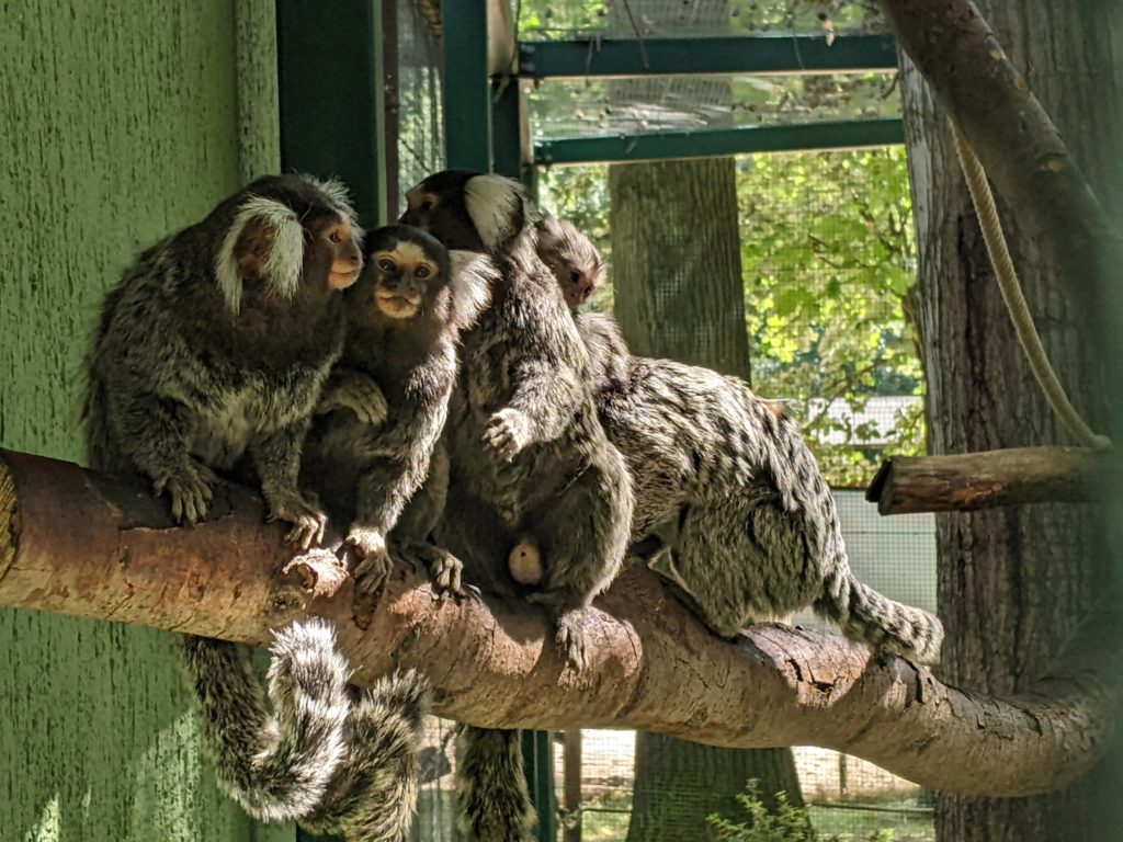 Tierpark Finsterwalde: Weißbüscheläffchen