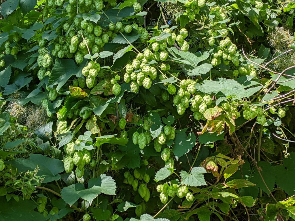 Mundraub Berlin Hopfen