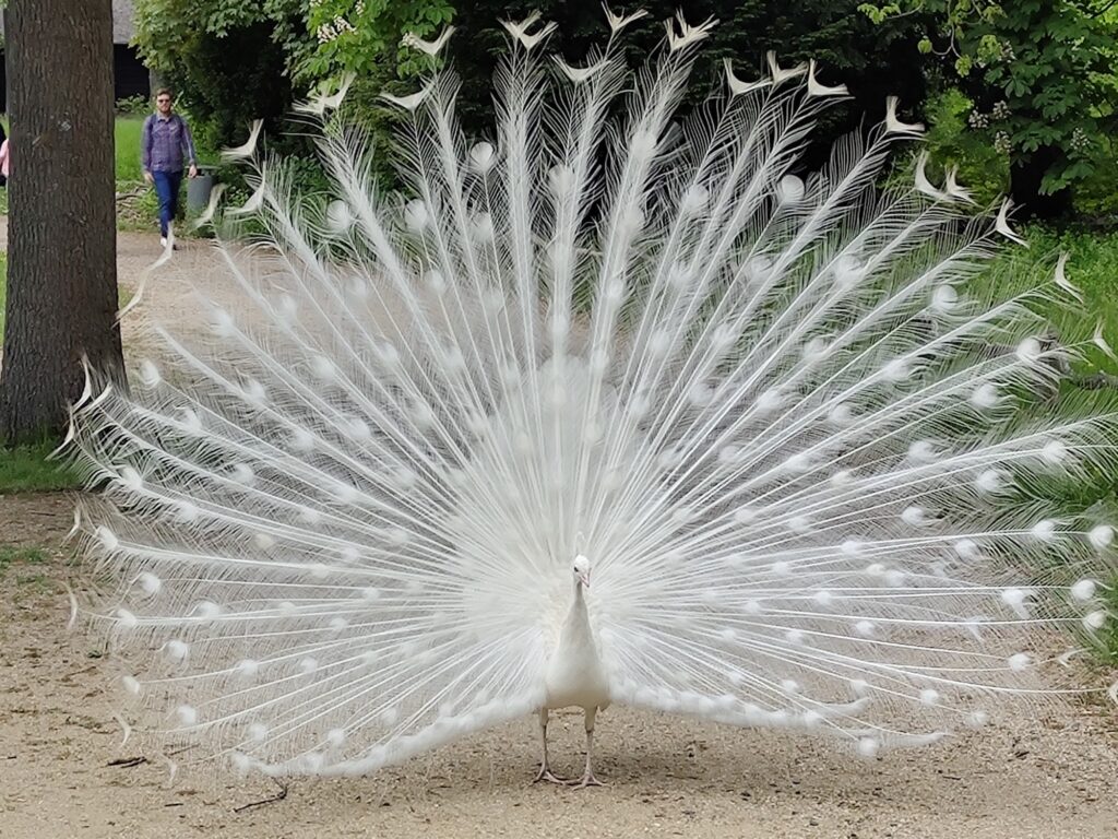 Weißer Pfau schlägt Rad auf der Pfaueninsel in Berlin. 